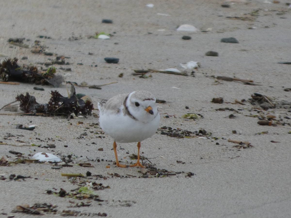 Piping Plover - ML638139246