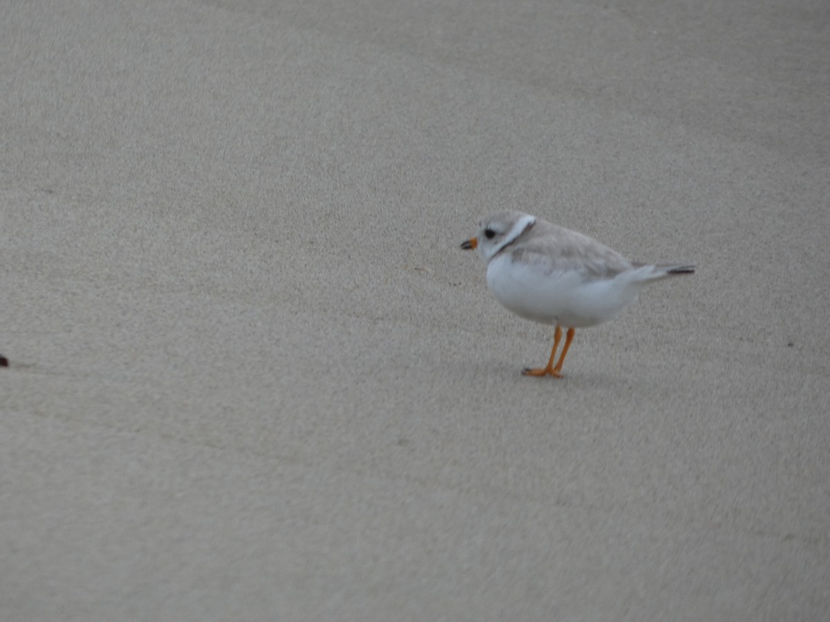 Piping Plover - ML638139247