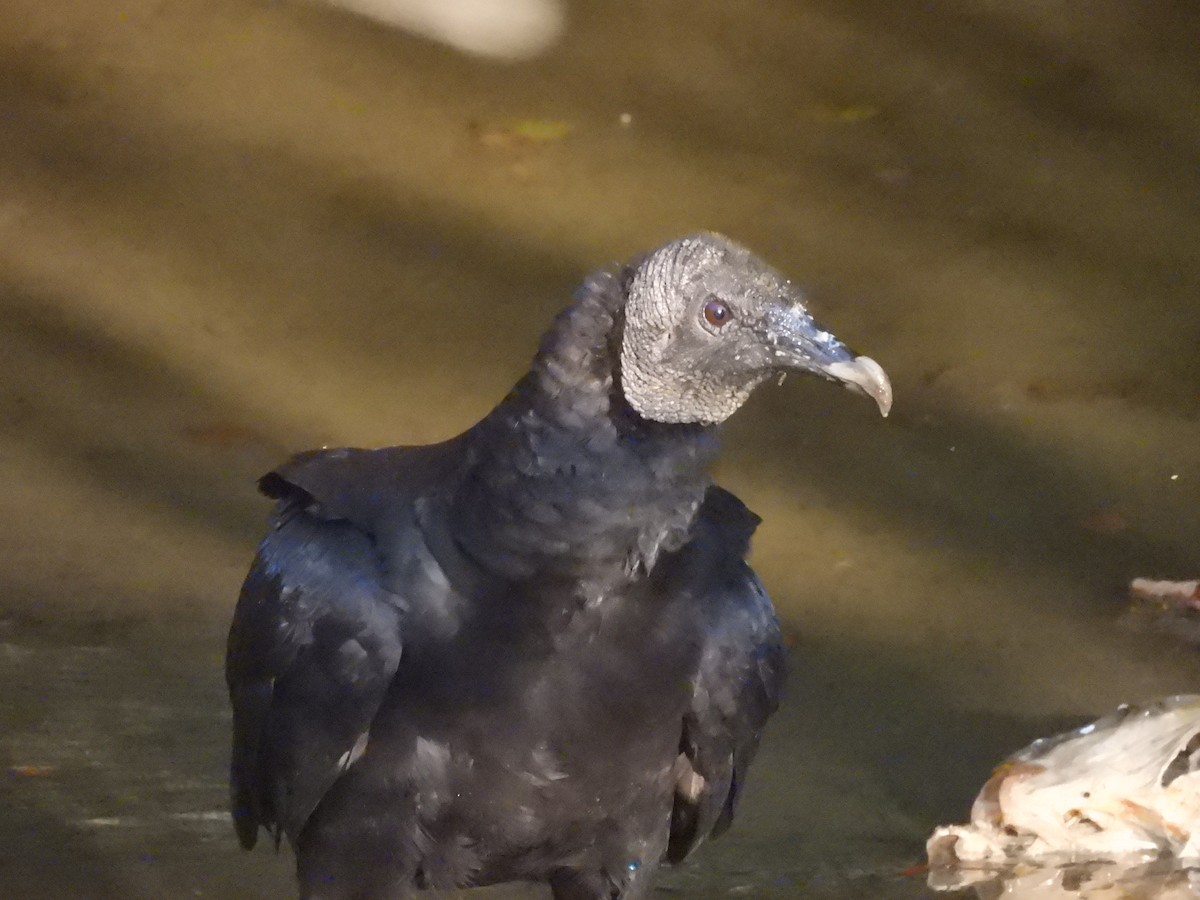 Black Vulture - ML638139249