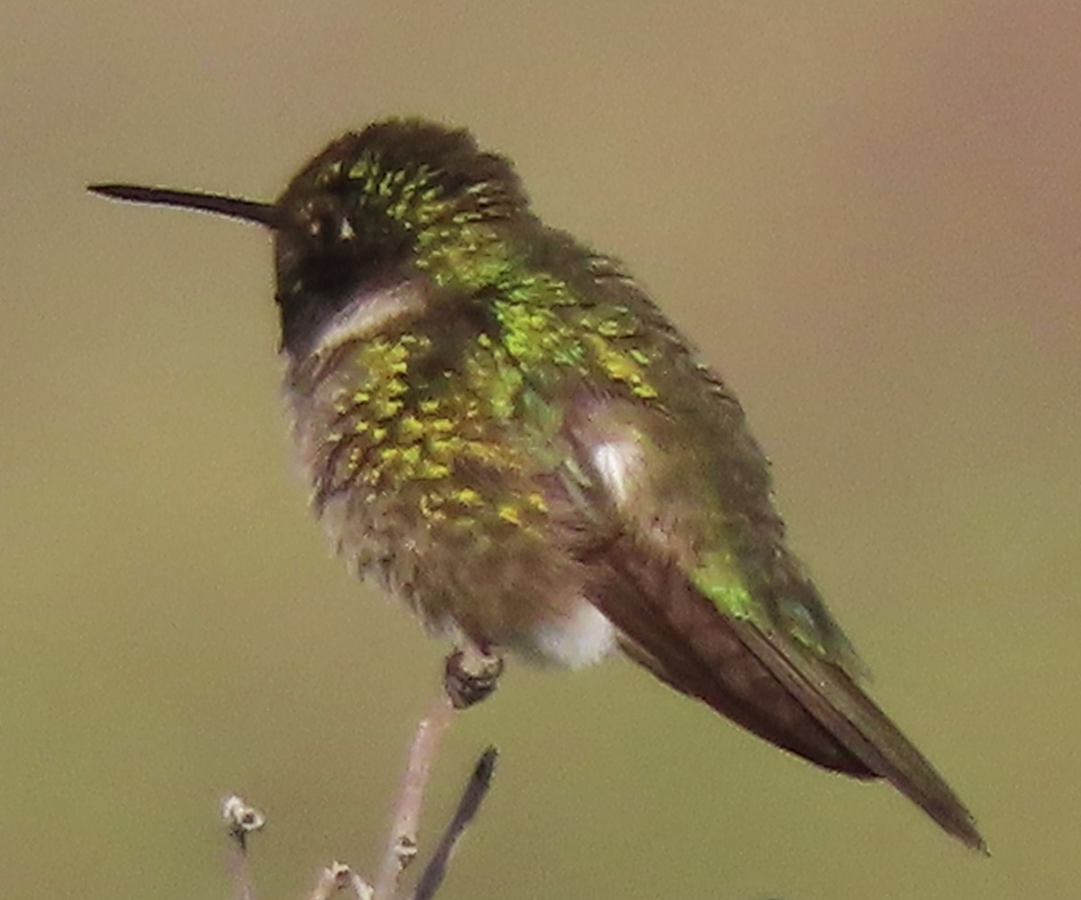Black-chinned Hummingbird - ML638139252