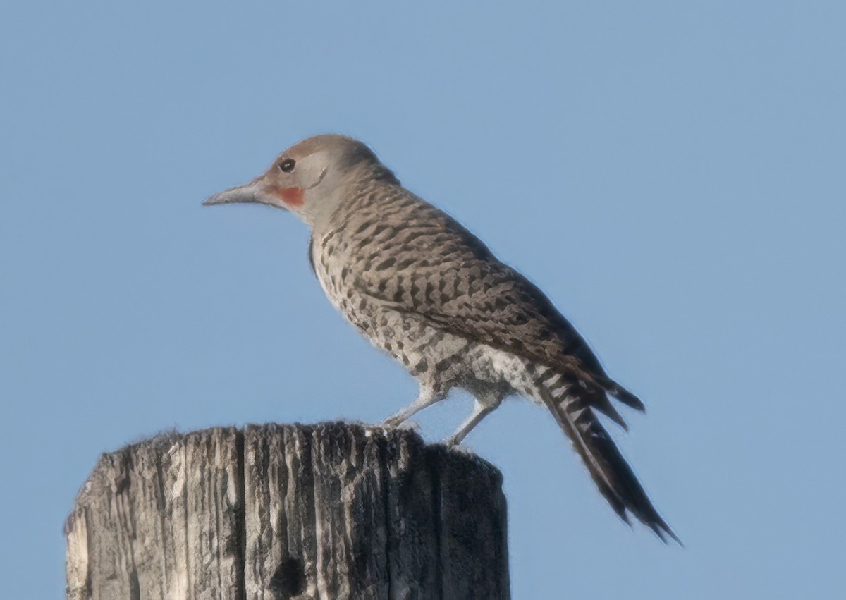 Northern Flicker - ML638139253