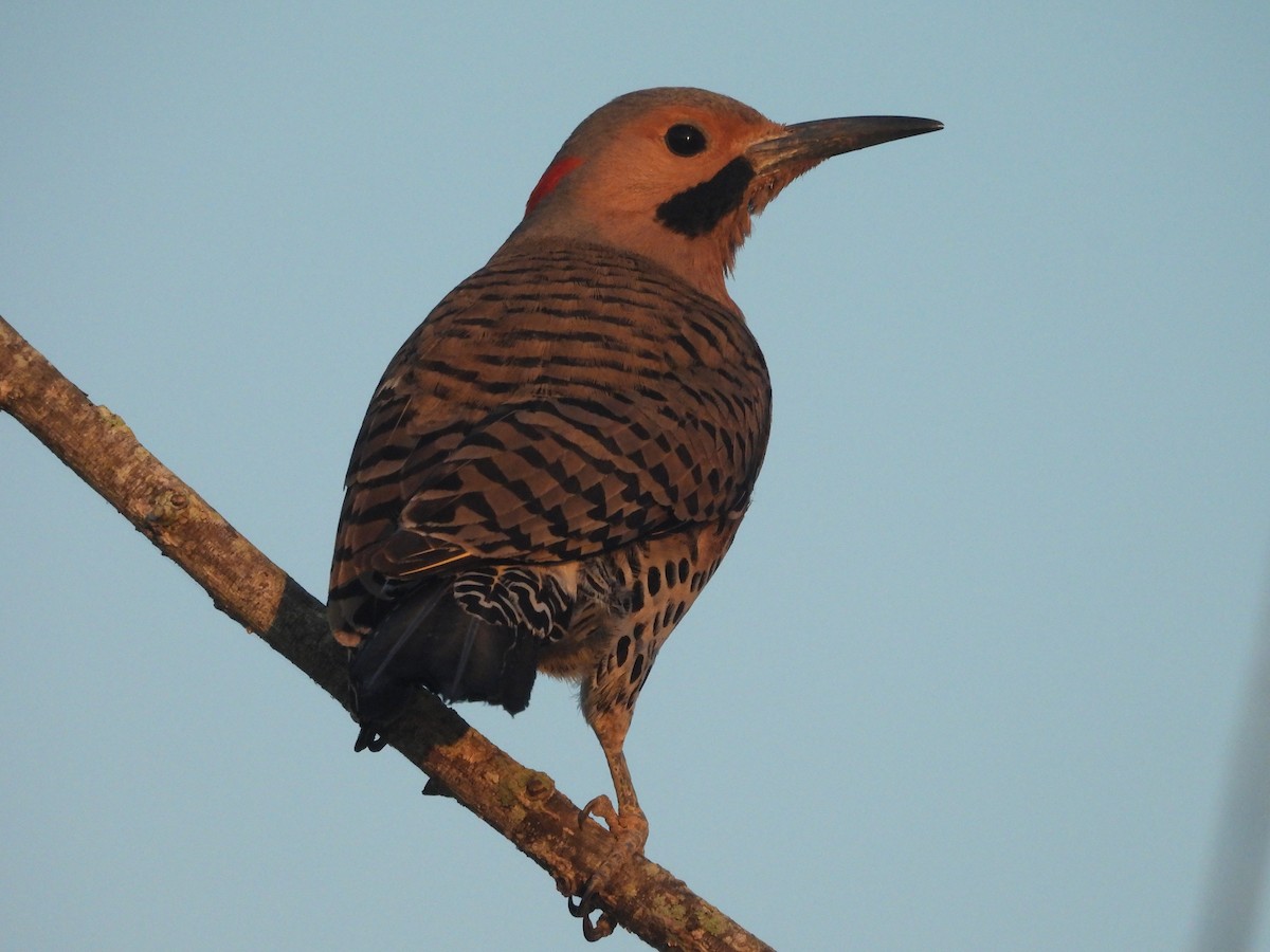Northern Flicker - ML638139254