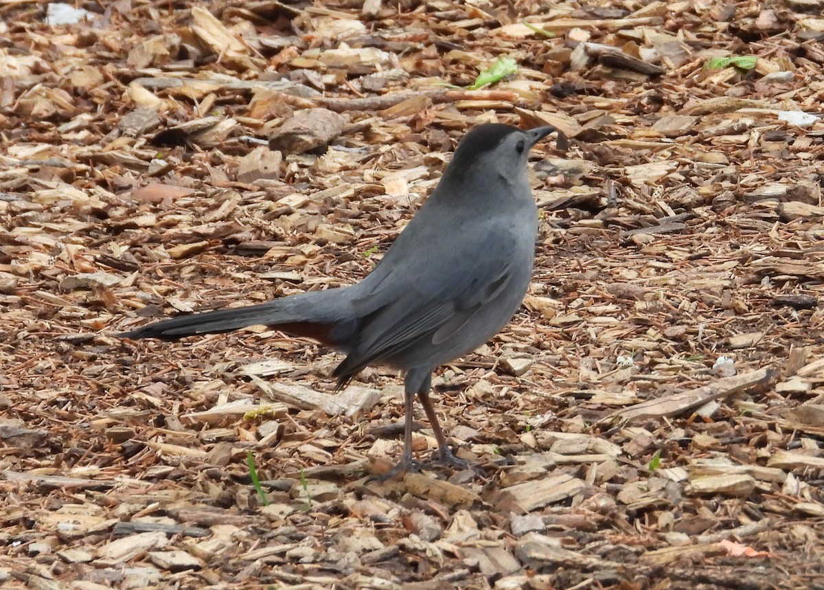 Gray Catbird - ML638139255