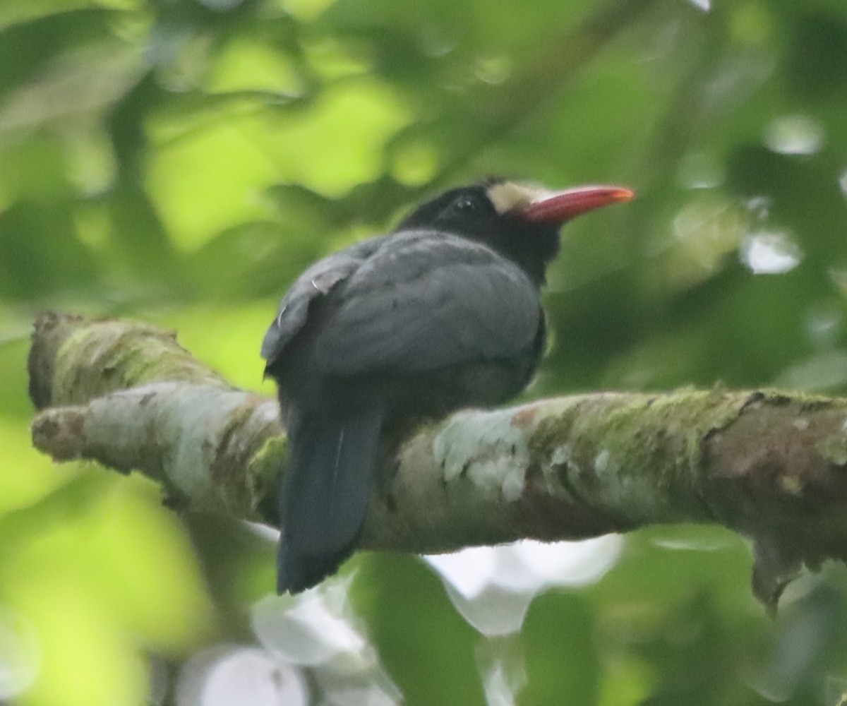 White-fronted Nunbird - ML638139256