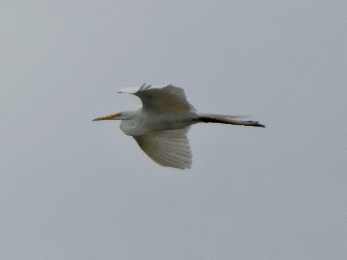 Great Egret - ML638139257