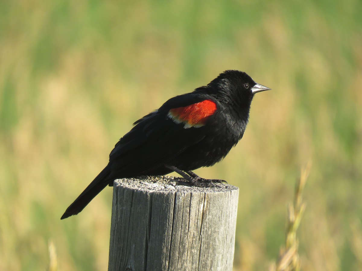 Red-winged Blackbird - ML638139259