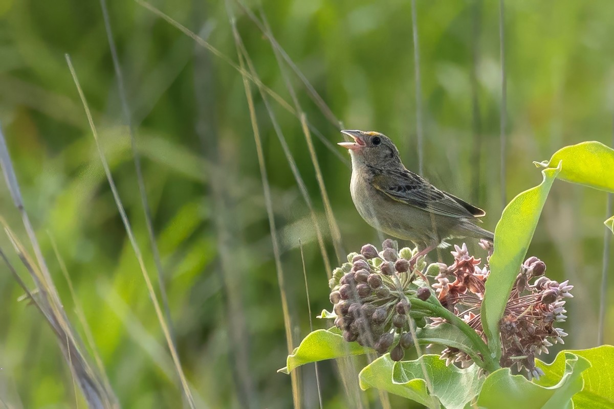 Grasshopper Sparrow - ML638139260
