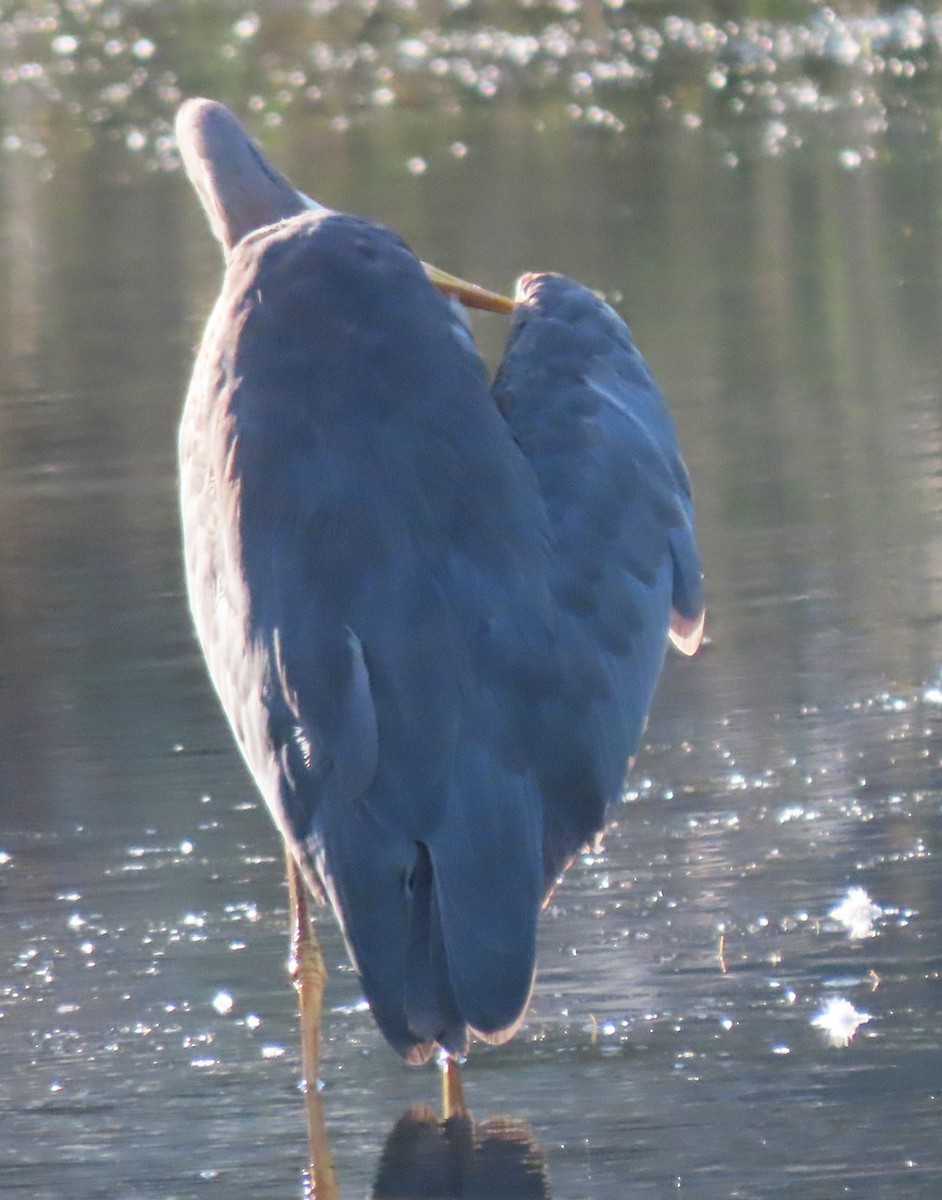 Great Blue Heron - ML638139261