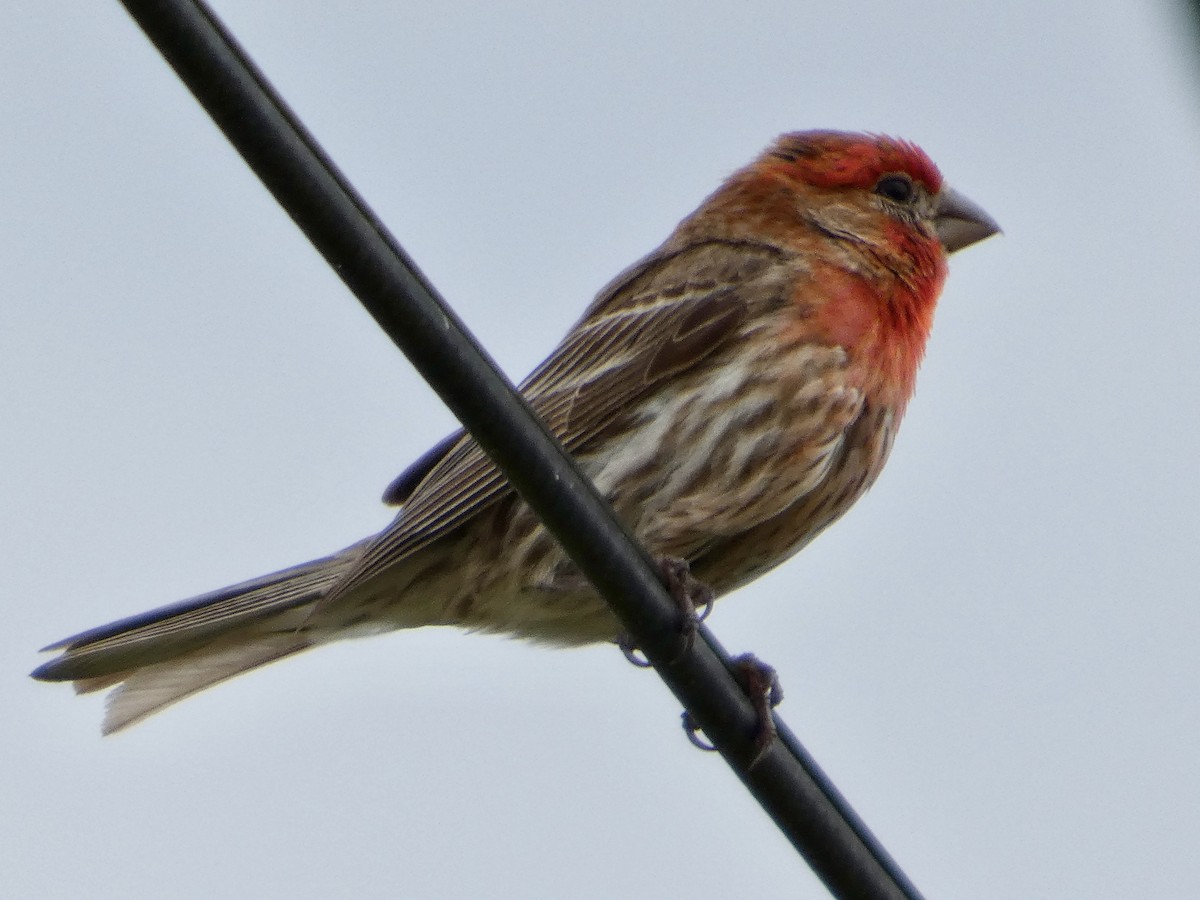 House Finch - ML638139263