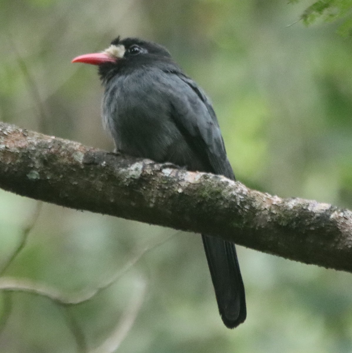 White-fronted Nunbird - ML638139264