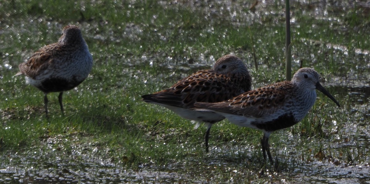 Dunlin - ML638139265