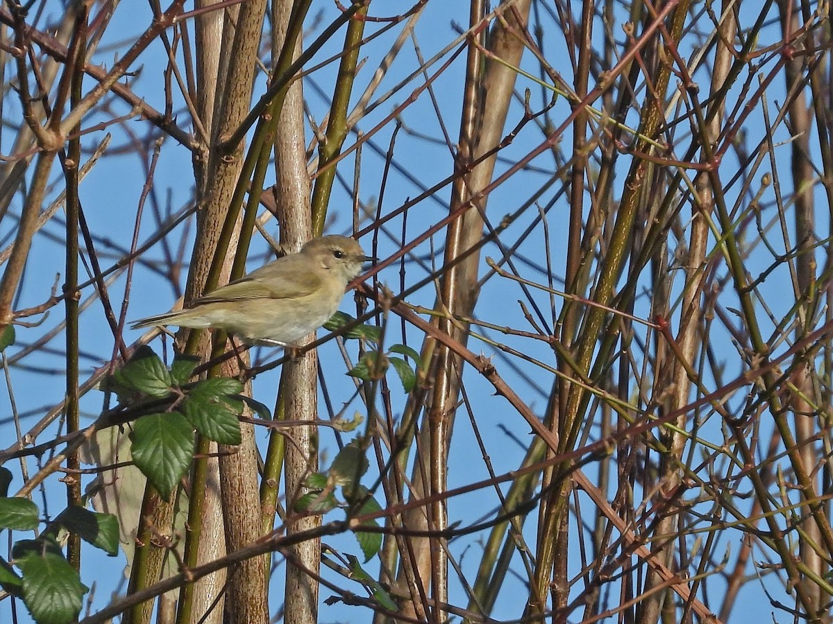 Common Chiffchaff (Siberian) - ML638139266