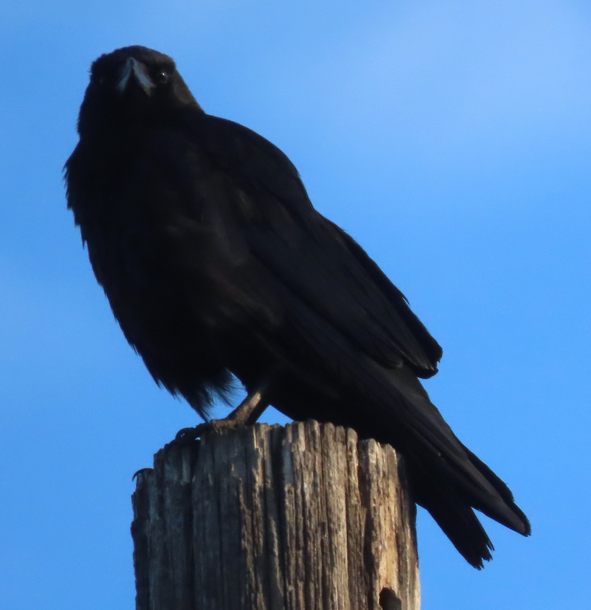 American Crow - ML638139268