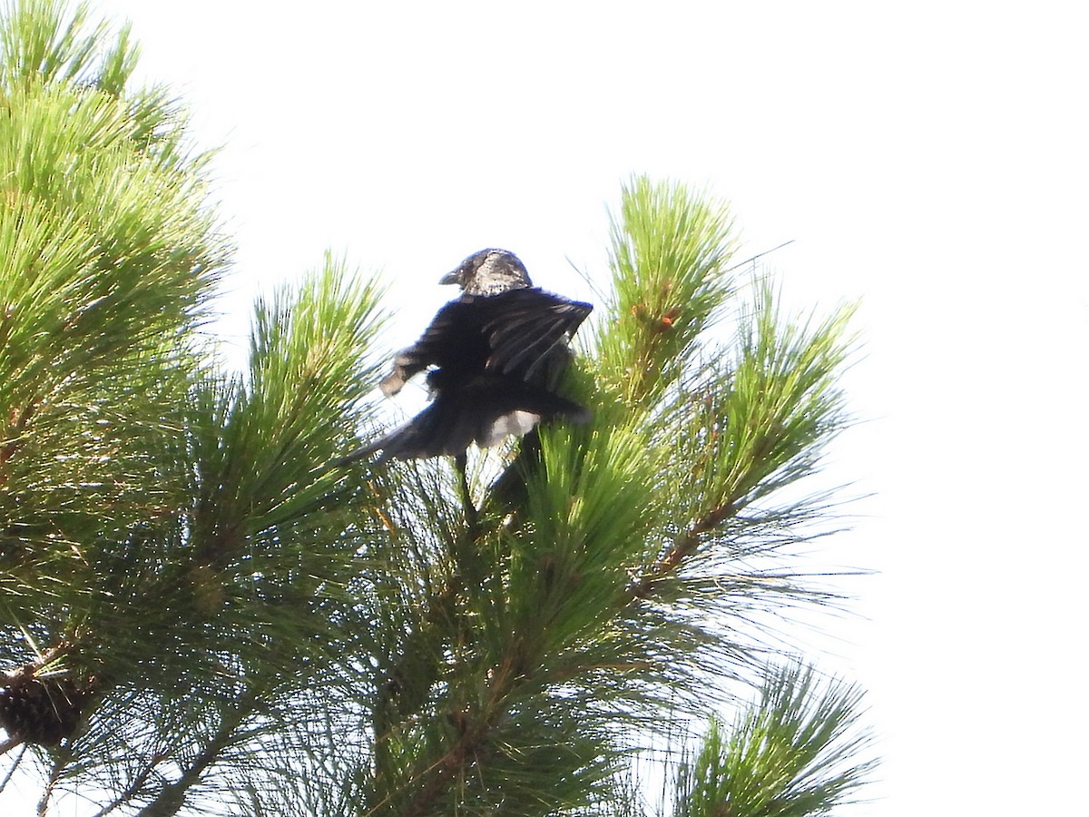 American Crow - ML638139270