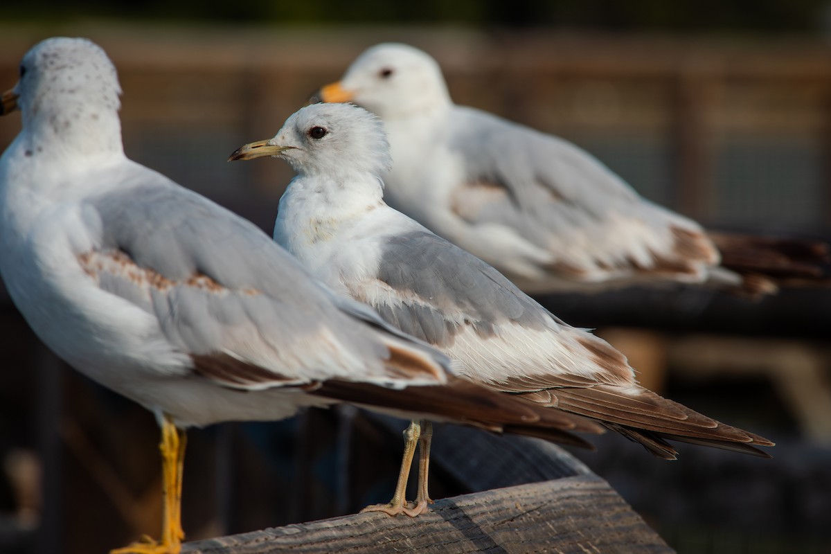 Short-billed Gull - ML638139271