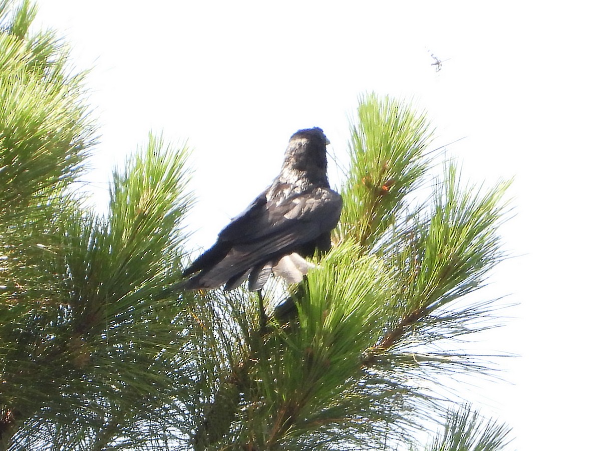 American Crow - ML638139272