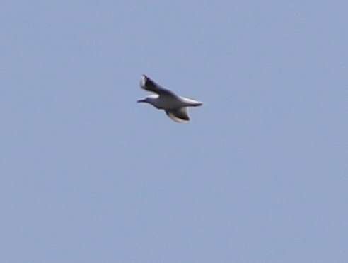 Slender-billed Gull - ML638139275