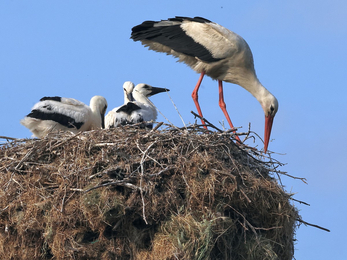 White Stork - ML638139303