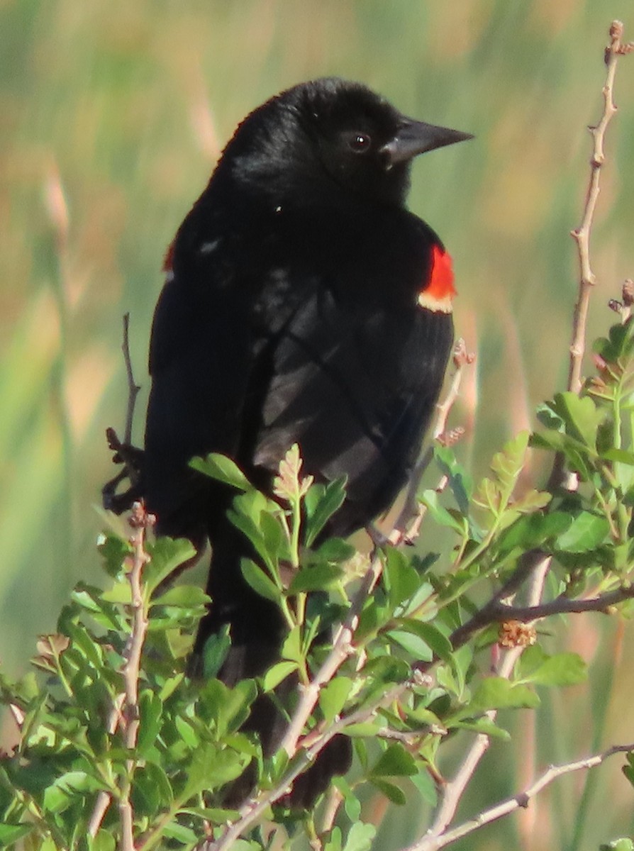 Red-winged Blackbird - ML638139306