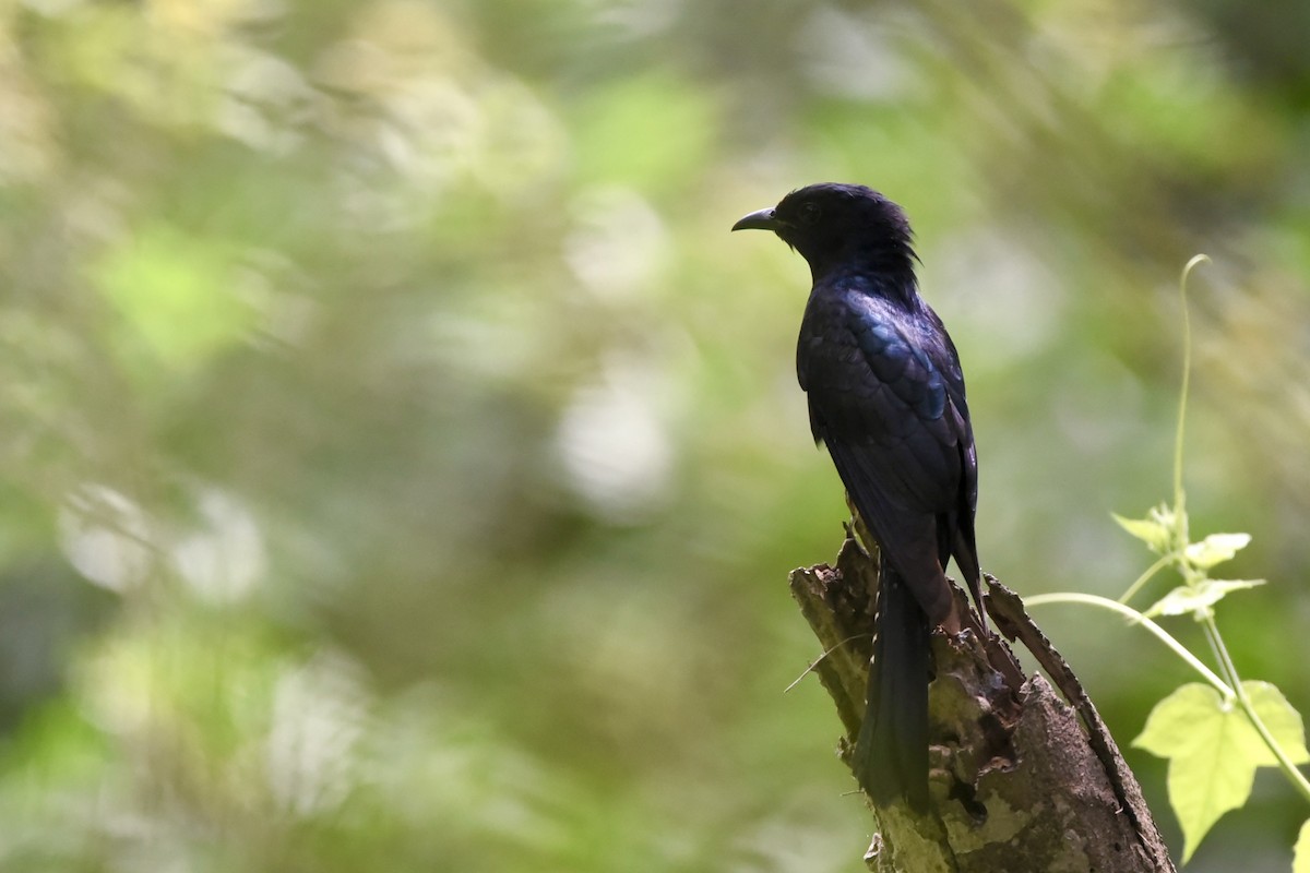 Square-tailed Drongo-Cuckoo - ML638139308
