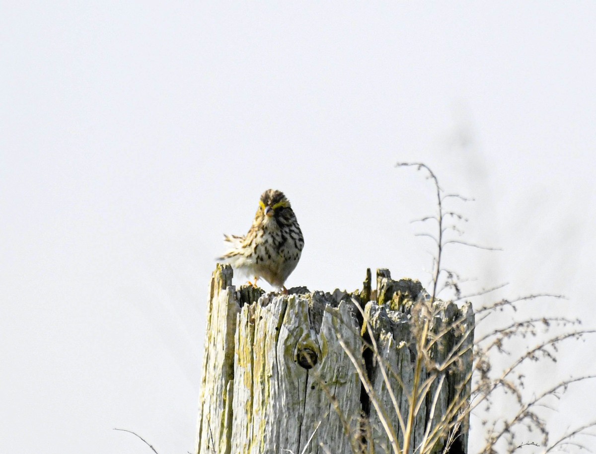 Savannah Sparrow - ML638139309