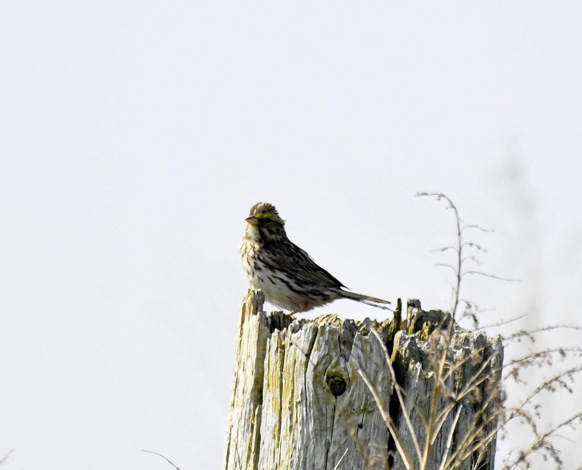 Savannah Sparrow - ML638139310