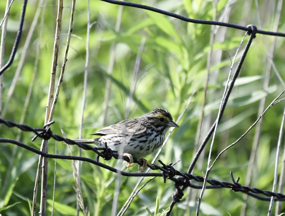 Savannah Sparrow - ML638139311