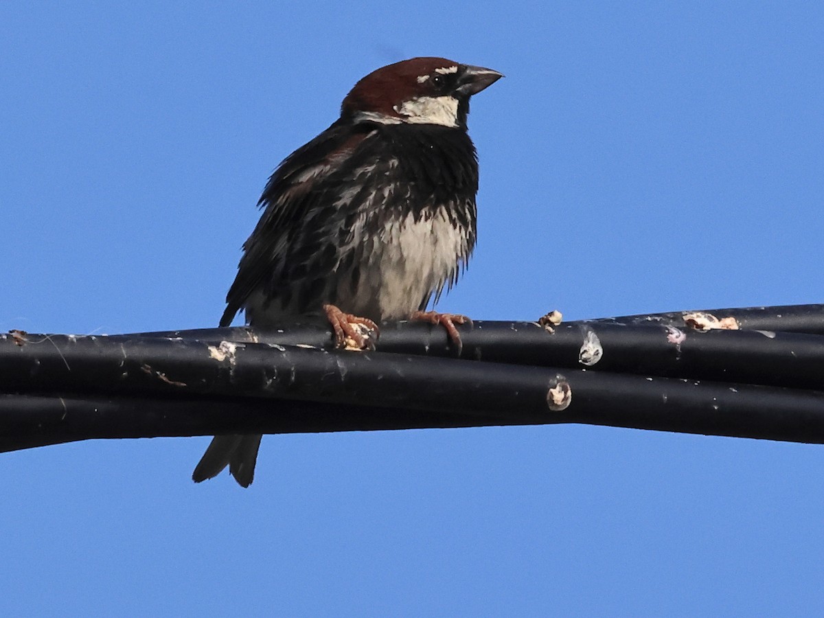 Spanish Sparrow - ML638139313