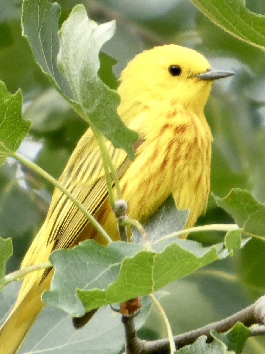 Yellow Warbler - ML638139314