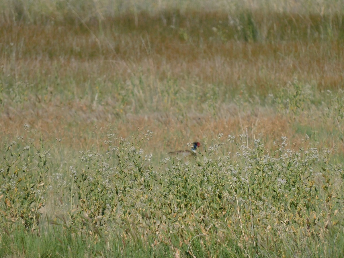 Ring-necked Pheasant - ML638139316