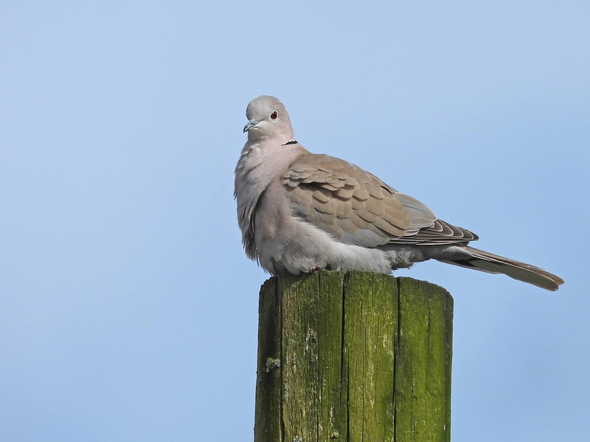 Eurasian Collared-Dove - ML638139317