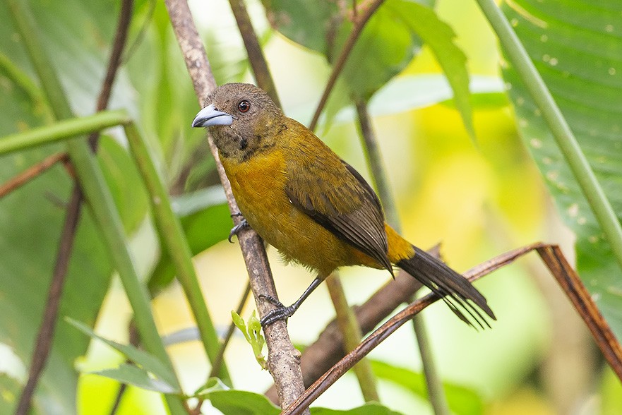 Scarlet-rumped Tanager (Cherrie's) - ML638139318