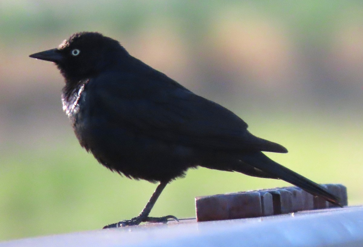 Brewer's Blackbird - ML638139319