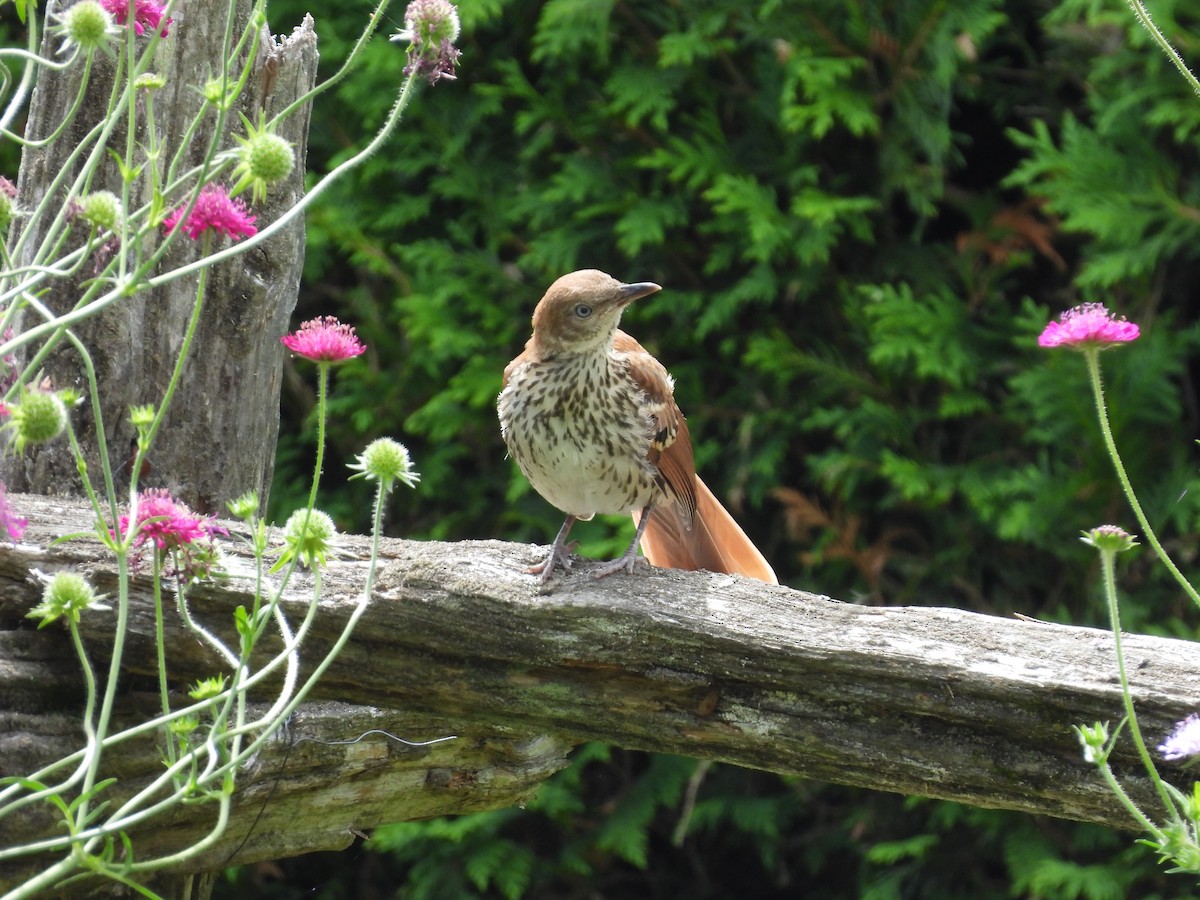Brown Thrasher - ML638139320