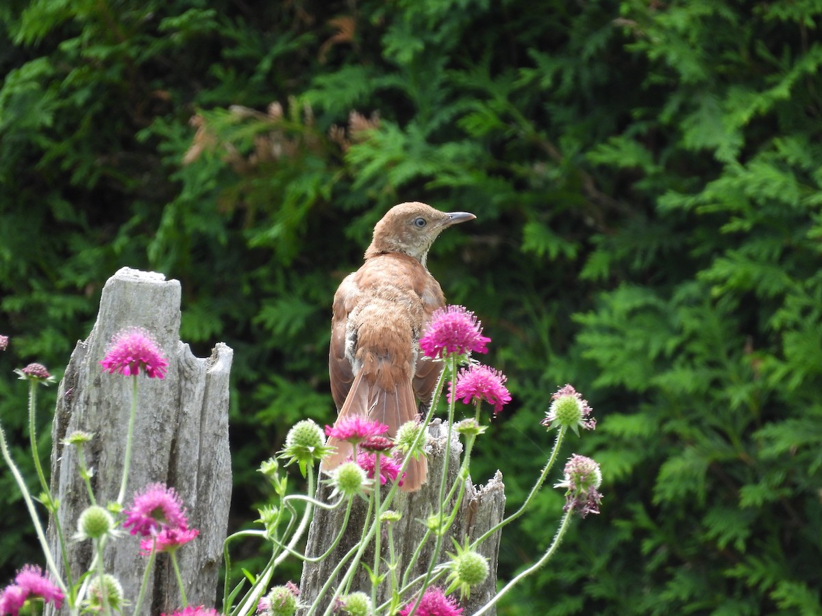 Brown Thrasher - ML638139321