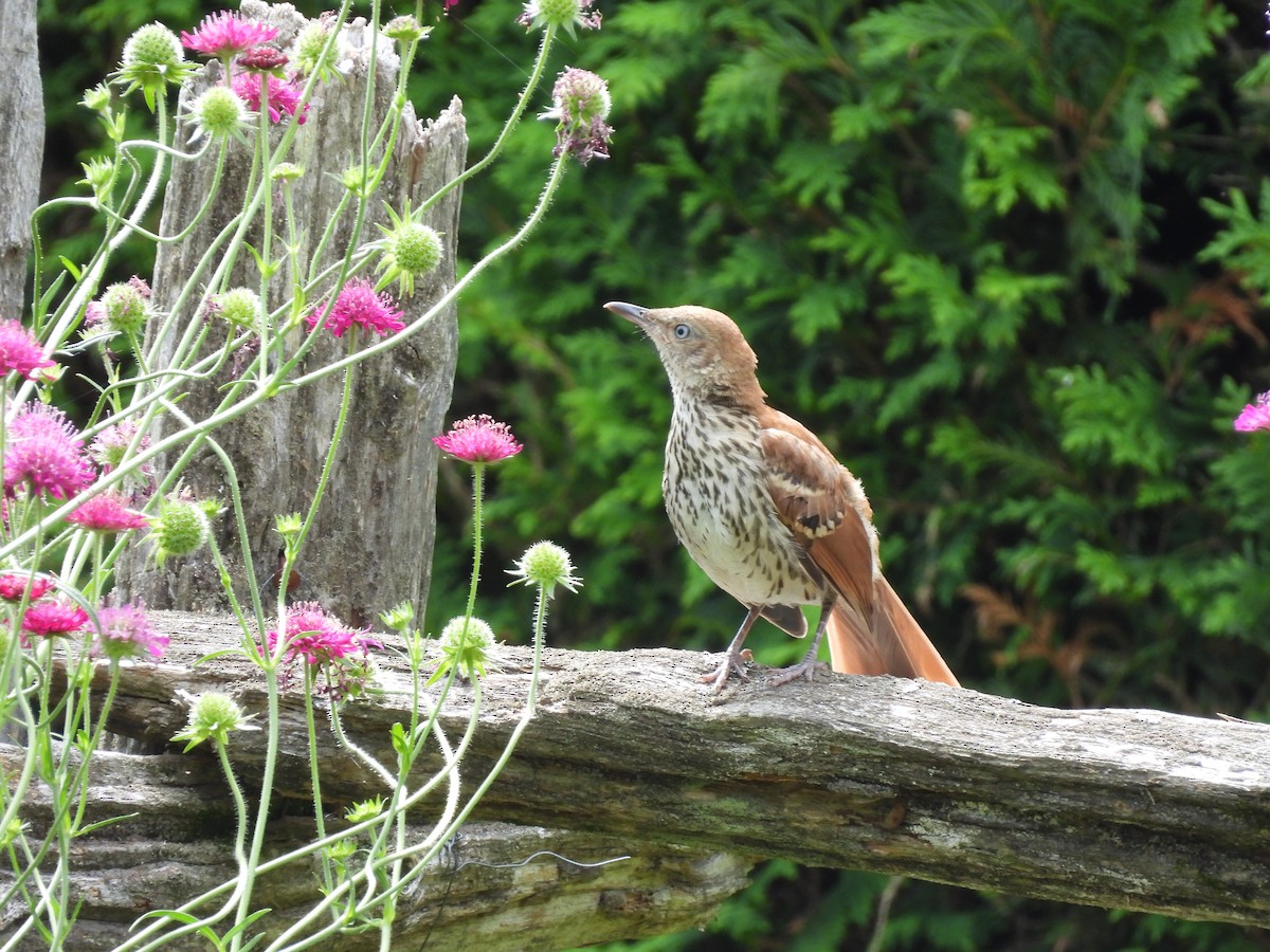 Brown Thrasher - ML638139322