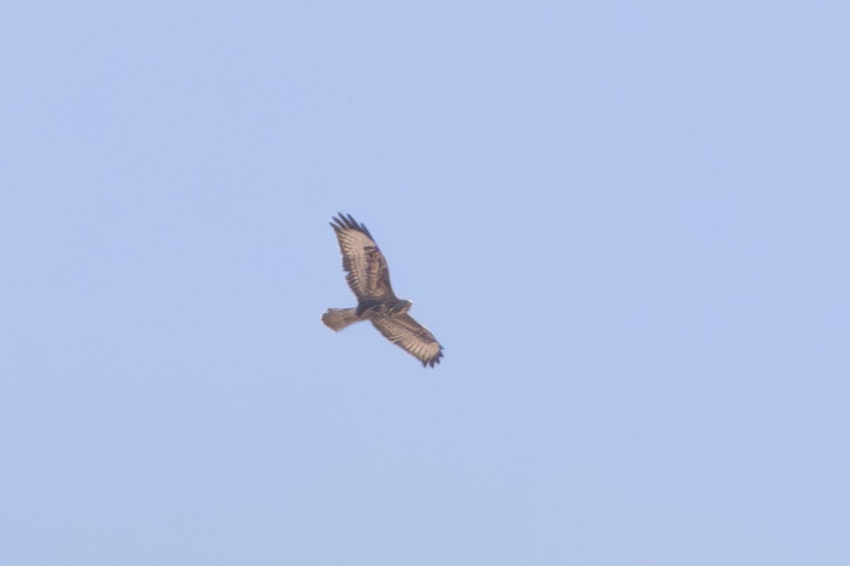 Mountain Buzzard - ML638139325