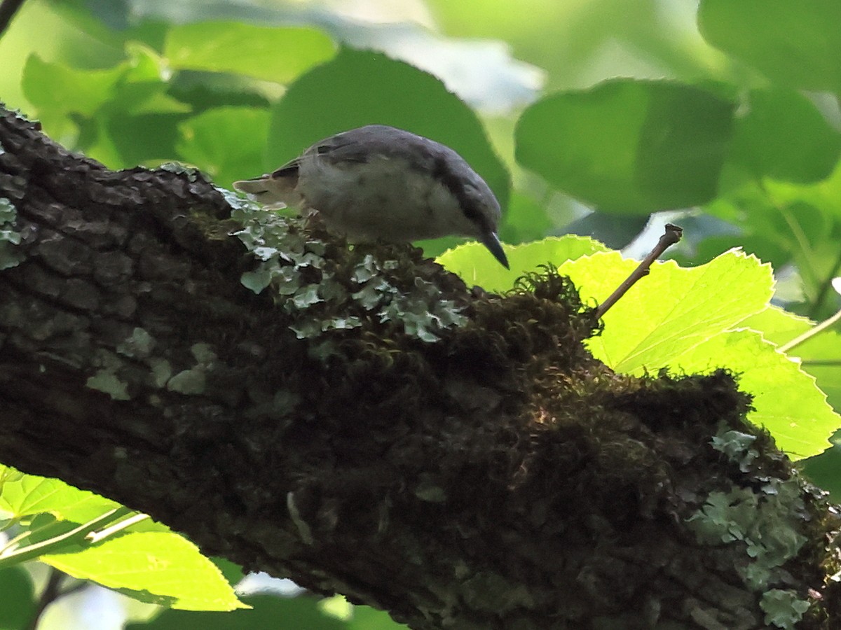 Eurasian Nuthatch (Western) - ML638139326