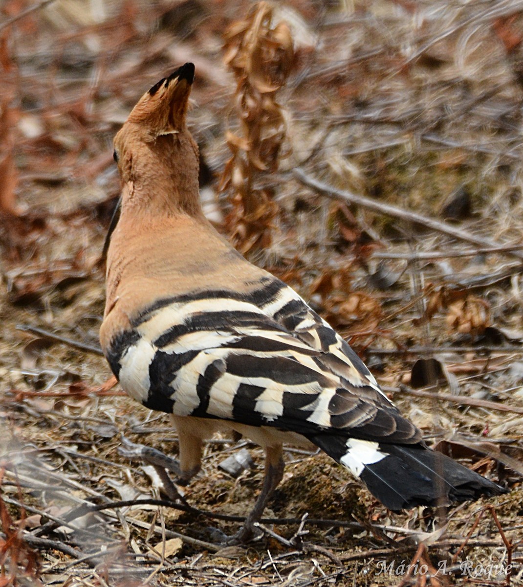 Eurasian Hoopoe - ML638139327