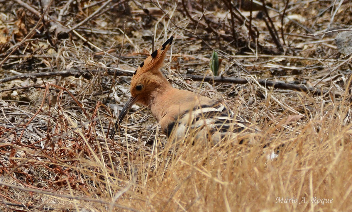 Eurasian Hoopoe - ML638139328