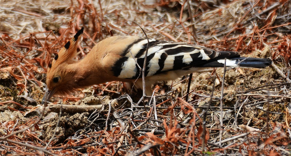 Eurasian Hoopoe - ML638139329