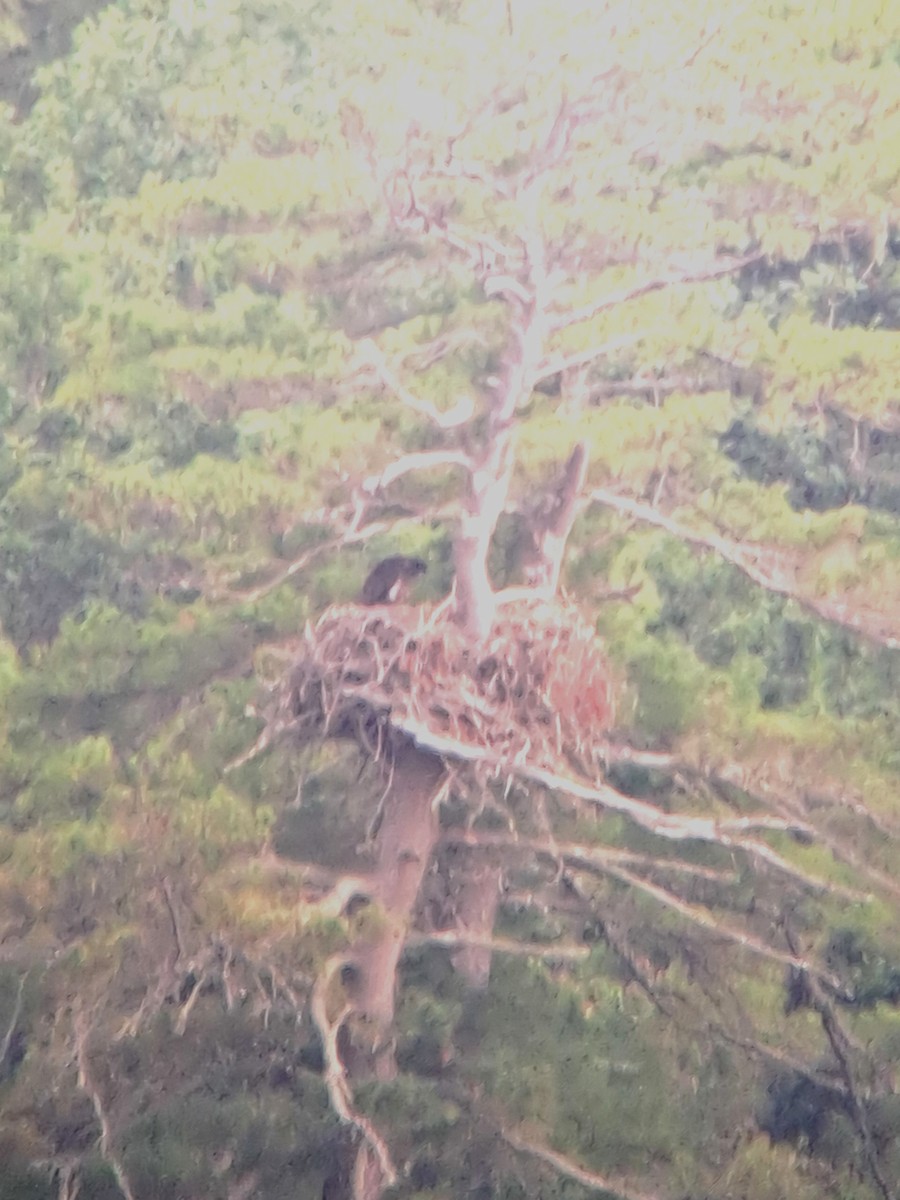 Bald Eagle - ML638139330