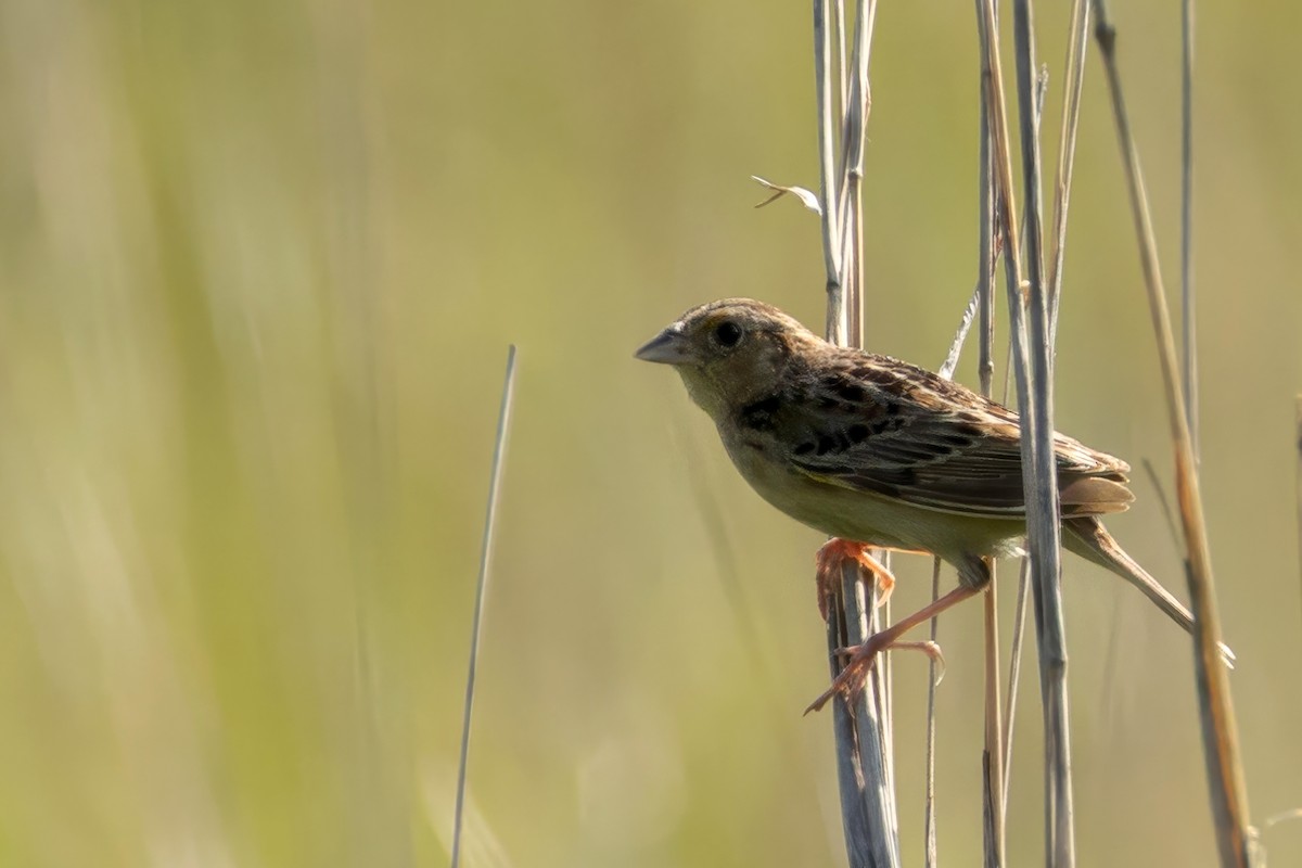 Grasshopper Sparrow - ML638139331