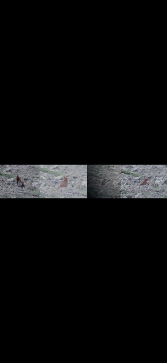 Gray-bellied Cuckoo - ML638139332