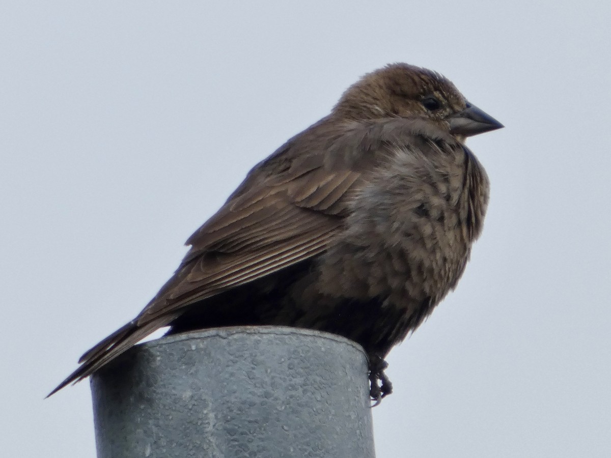 Brown-headed Cowbird - ML638139333
