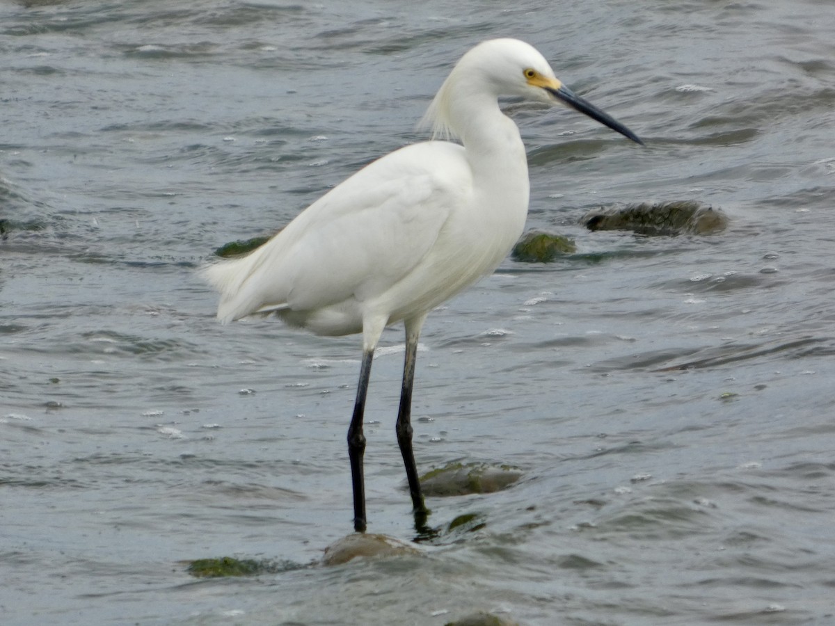 Snowy Egret - ML638139334
