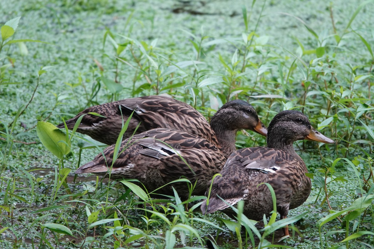 Mallard - ML638139335
