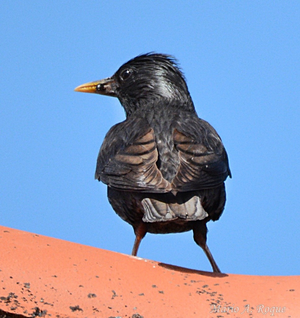 Spotless Starling - ML638139336