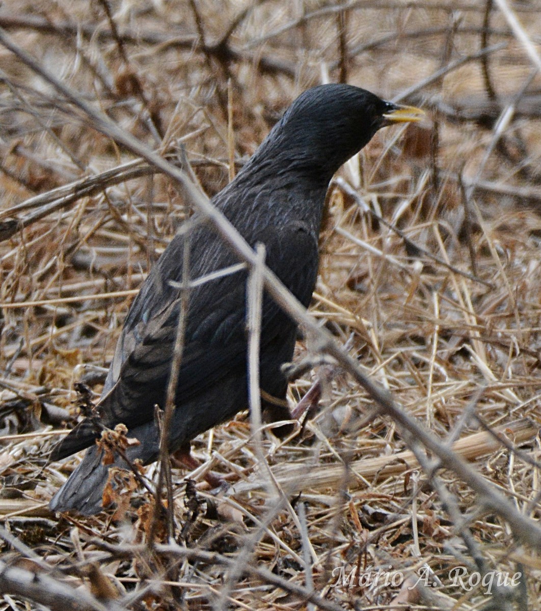 Spotless Starling - ML638139337