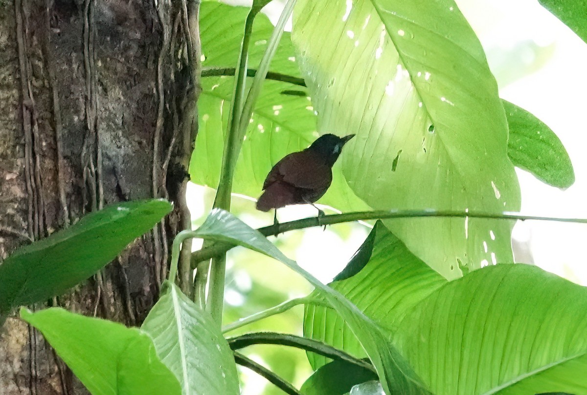 Chestnut-backed Antbird - ML638139372
